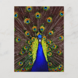 Peacock Vykort