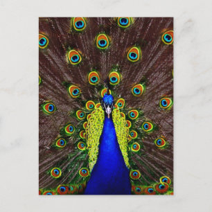 Peacock Vykort