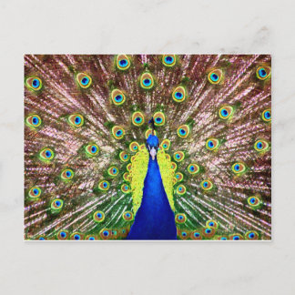PEACOCK VYKORT