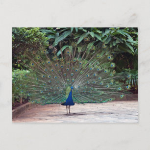 Peacock Vykort