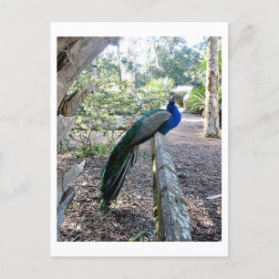 Peacock Vykort