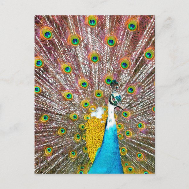Peacock Vykort (Framsida)