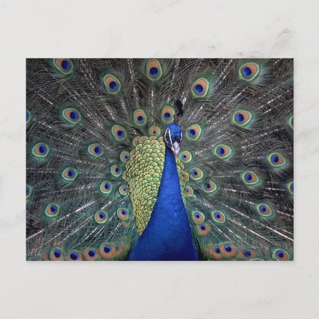Peacock Vykort (Framsida)