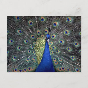 Peacock Vykort