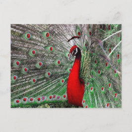 Peacock Vykort