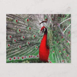 Peacock Vykort