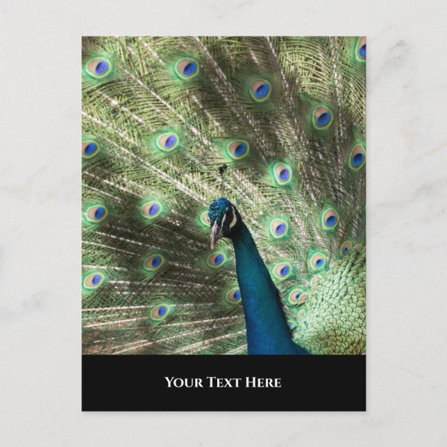 Peacock Vykort (Framsida)