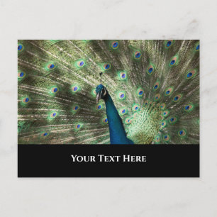 Peacock Vykort