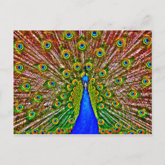 Peacock Vykort