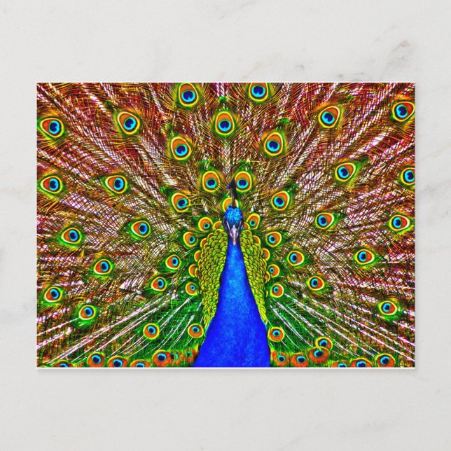 Peacock Vykort (Framsida)
