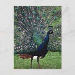 Peacock Vykort