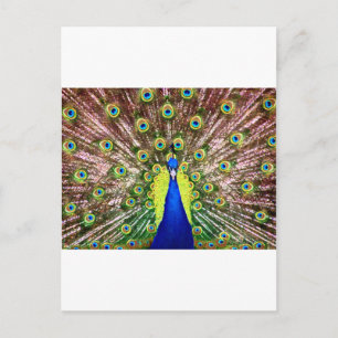 PEACOCK VYKORT