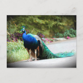 Peacock Vykort