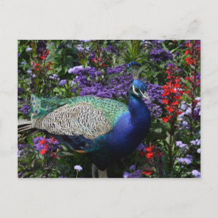 Peacock Vykort