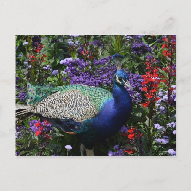 Peacock Vykort (Framsida)