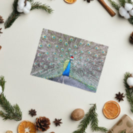 Peacock Wearing Red Santa Cap Funny Helgkort