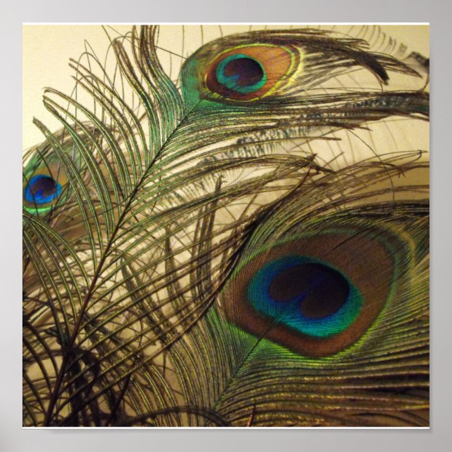 Peacockfjädrar Poster (Framsidan)