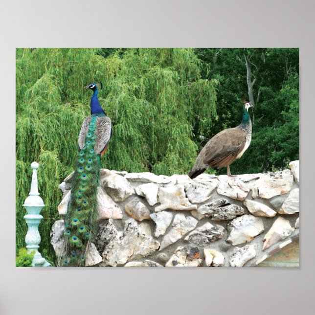 Peacockor i trädgårdsfoto Poster Pappra (Framsidan)