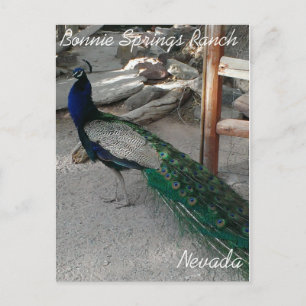 Peacocks at Bonnie Vår Nevada - vykort