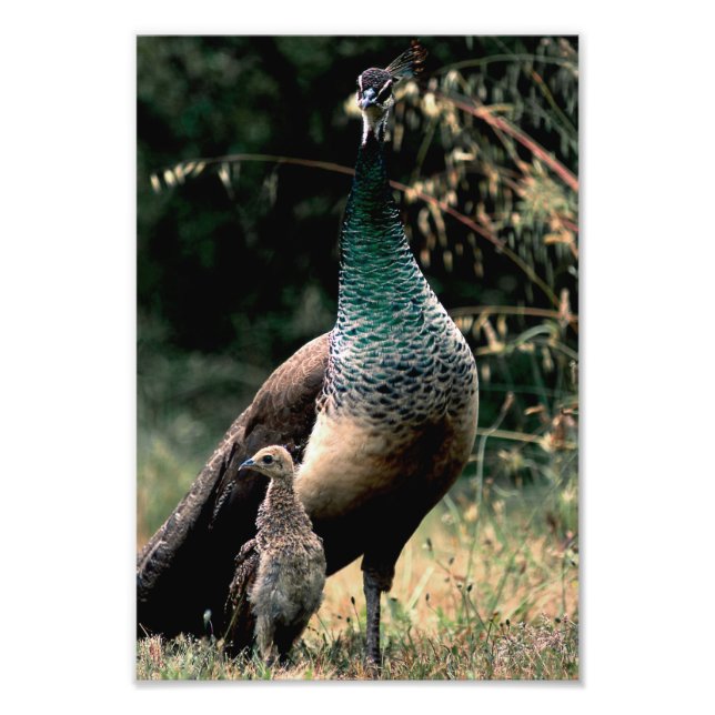 Peacocks Fototryck (Framsidan)