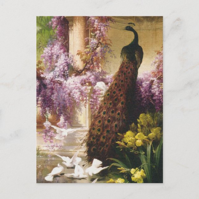Peacocks och Doves Vykort (Framsida)
