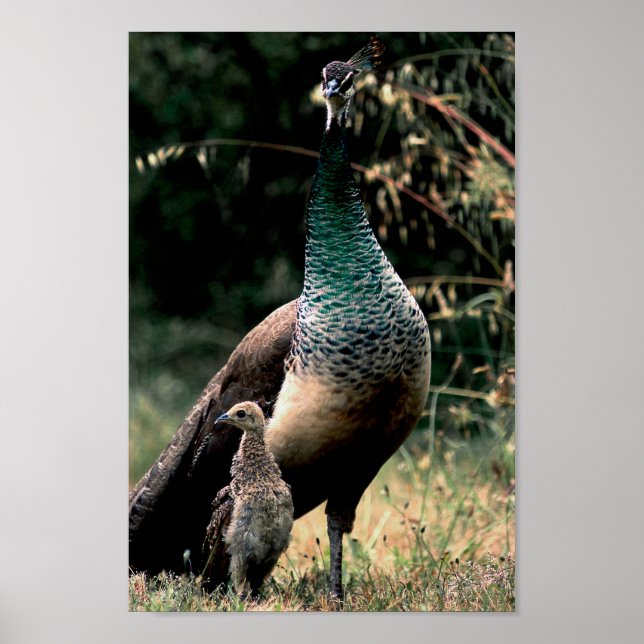Peacocks Poster (Framsidan)