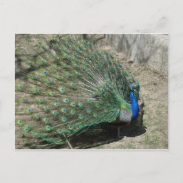 Peacocks Vykort