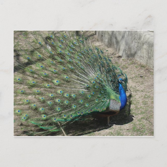 Peacocks Vykort (Framsida)