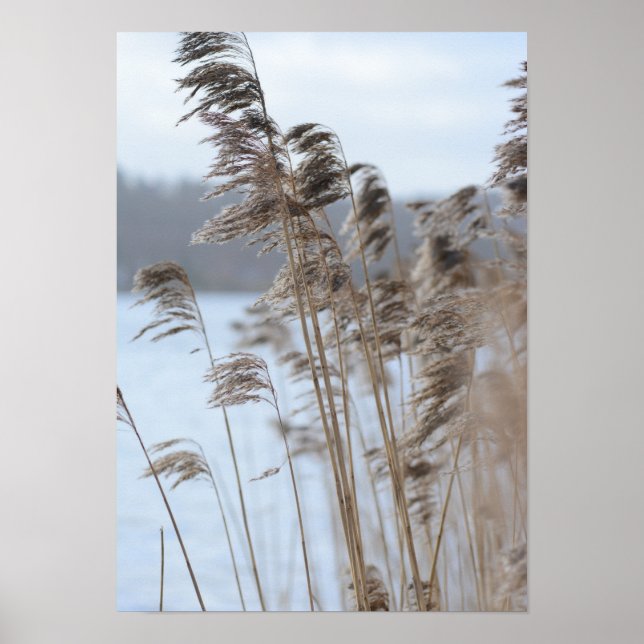 Peactical Winter Sjö Grass Photo Poster (Framsidan)