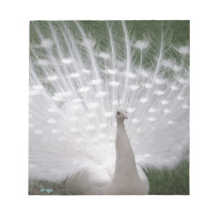 Peafowl-fullt Anteckningsblock