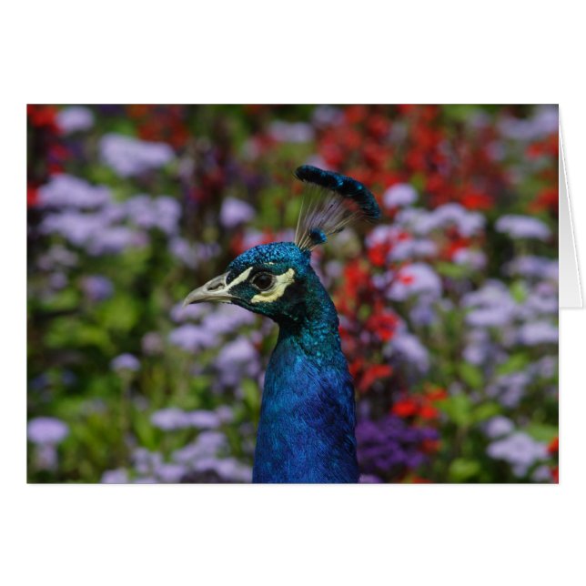 Peafowl Hälsningskort (Framsidan Horizontal)