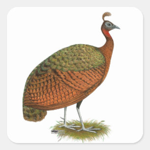 Peafowl: Kongo Peahen Fyrkantigt Klistermärke