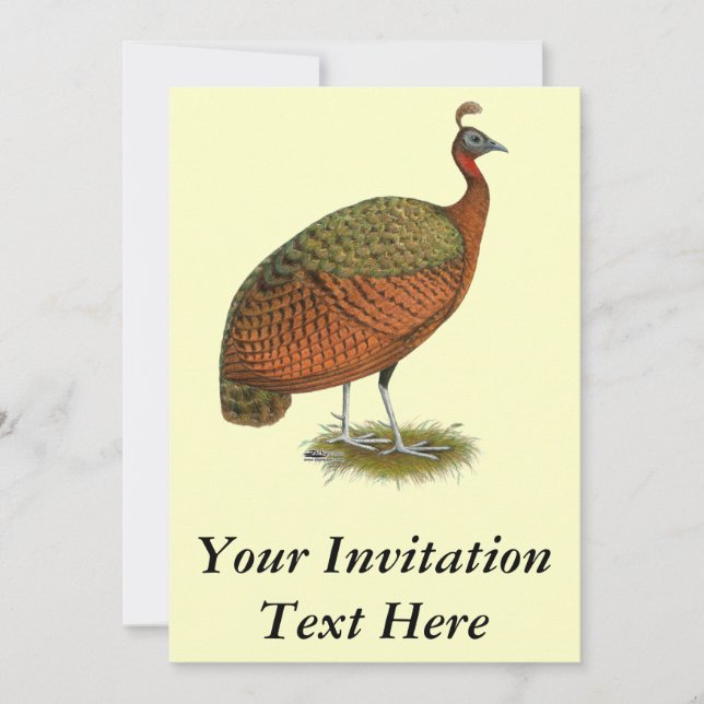 Peafowl: Kongo Peahen Inbjudningar (Framsida)