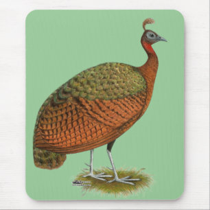Peafowl: Kongo Peahen Musmatta