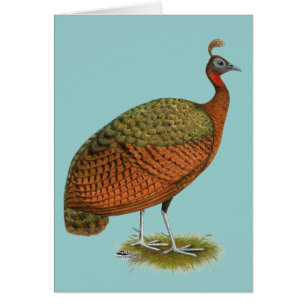 Peafowl: Kongo Peahen OBS Kort