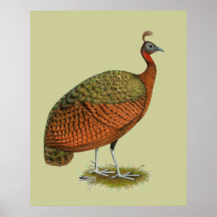 Peafowl: Kongo Peahen Poster