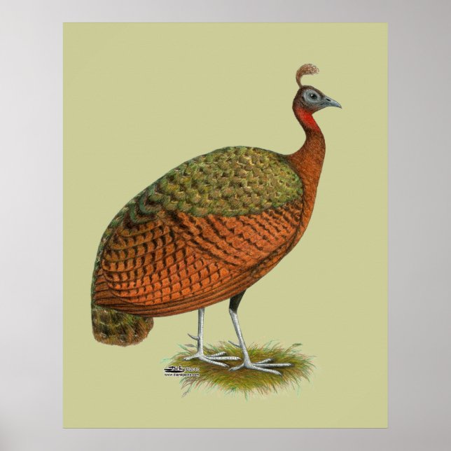 Peafowl: Kongo Peahen Poster (Framsidan)