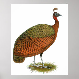 Peafowl: Kongo Peahen Poster