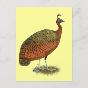 Peafowl: Kongo Peahen Vykort