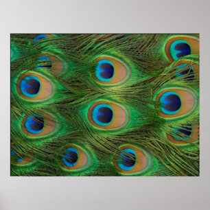 Peafowl/påfågeltryck Poster