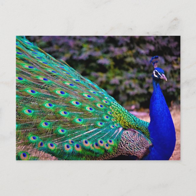 Peafowl (Pavo cristatus) Vykort (Framsida)