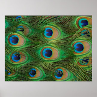 Peafowl/Peacock Print Poster