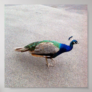 Peafowl, Poster
