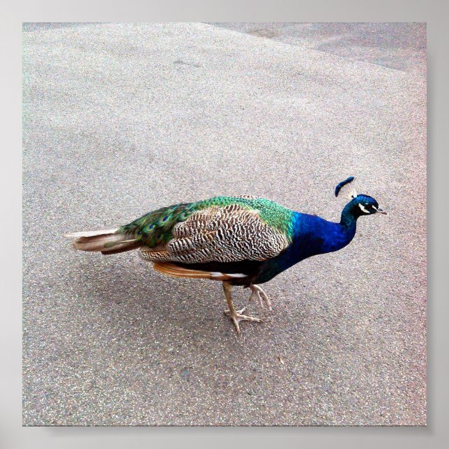 Peafowl, Poster (Framsidan)