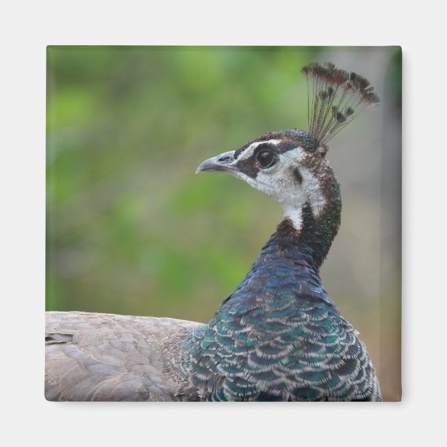 Peafowlmagnet Magnet (Framsidan)
