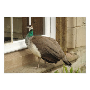 Peahen beundrar reflexion fototryck