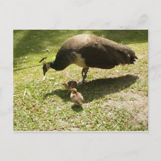Peahen med Chickar Vykort