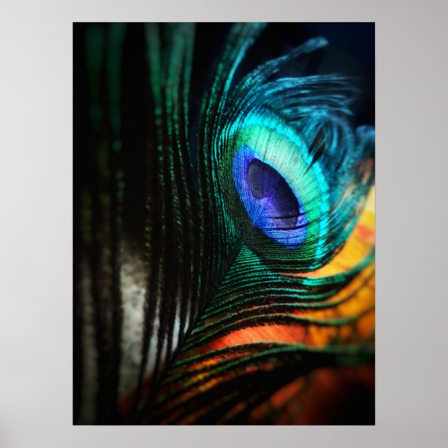 Peakcock Feather nära och Personligt Poster (Framsidan)