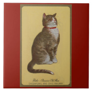 Peake, Chessies gamle tomcat tabby katt Kakelplatta