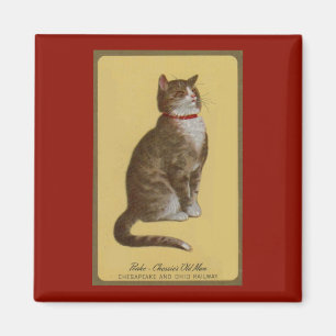 Peake, Chessies gamle tomcat tabby katt Magnet